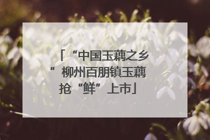 “中国玉藕之乡”柳州百朋镇玉藕抢“鲜”上市
