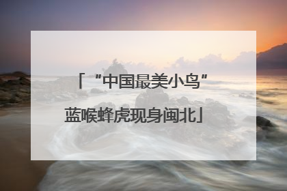 “中国最美小鸟”蓝喉蜂虎现身闽北