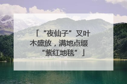 “夜仙子”叉叶木盛放，满地点缀“紫红地毯”