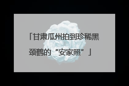 甘肃瓜州拍到珍稀黑颈鹤的“安家照”