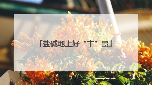 盐碱地上好“丰”景