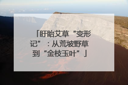 盱眙艾草“变形记”：从荒坡野草到“金枝玉叶”