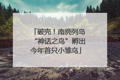 破壳！南麂列岛“神话之鸟”孵出今年首只小雏鸟