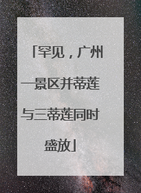 罕见，广州一景区并蒂莲与三蒂莲同时盛放