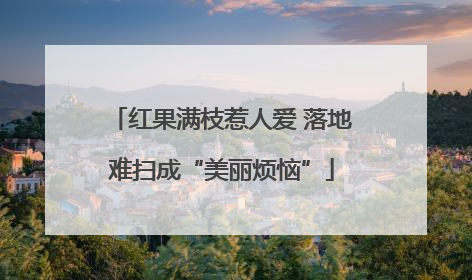红果满枝惹人爱 落地难扫成“美丽烦恼”