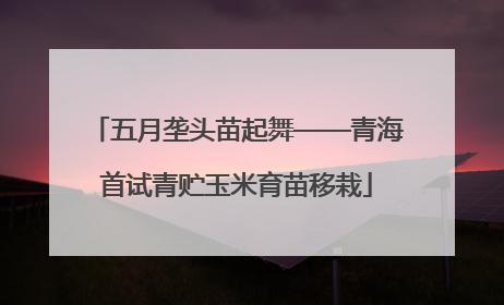 五月垄头苗起舞——青海首试青贮玉米育苗移栽