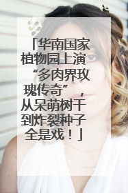 华南国家植物园上演“多肉界玫瑰传奇”，从呆萌树干到炸裂种子全是戏！