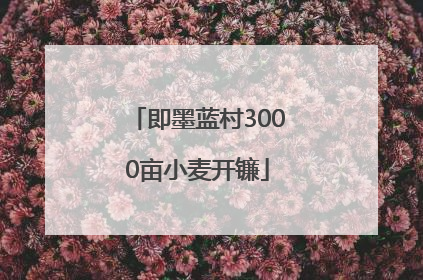 即墨蓝村3000亩小麦开镰