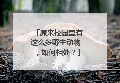 原来校园里有这么多野生动物，如何相处？