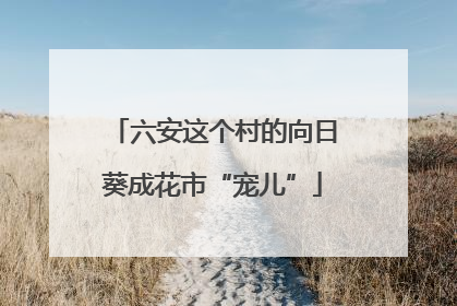 六安这个村的向日葵成花市“宠儿”