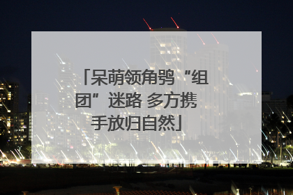 呆萌领角鸮“组团”迷路 多方携手放归自然
