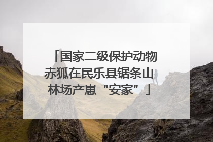 国家二级保护动物赤狐在民乐县锯条山林场产崽“安家”