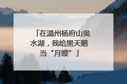在温州杨府山奥水湖，我给黑天鹅当“月嫂”