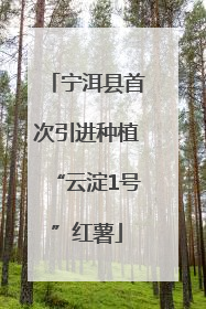 宁洱县首次引进种植“云淀1号”红薯