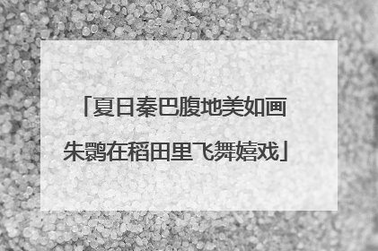 夏日秦巴腹地美如画 朱鹮在稻田里飞舞嬉戏