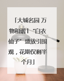 大城名园 万物和谐│“白衣仙子”盛放引围观，花期仅剩半个月