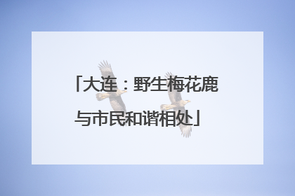 大连：野生梅花鹿与市民和谐相处