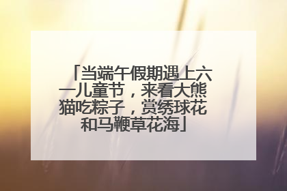 当端午假期遇上六一儿童节，来看大熊猫吃粽子，赏绣球花和马鞭草花海