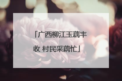广西柳江玉藕丰收 村民采藕忙
