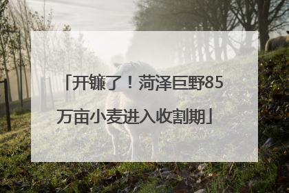 开镰了！菏泽巨野85万亩小麦进入收割期