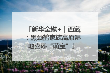 新华全媒+｜西藏：黑颈鹤家族高原湿地喜添“萌宝”