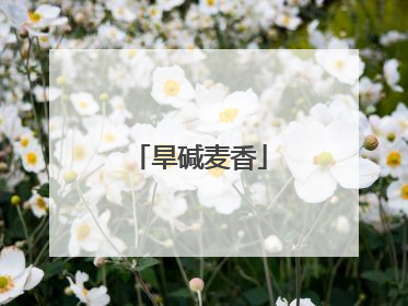 旱碱麦香