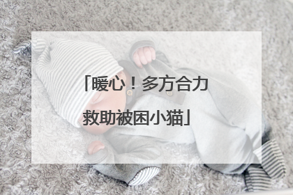 暖心！多方合力救助被困小猫