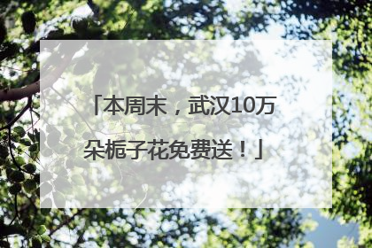 本周末，武汉10万朵栀子花免费送！