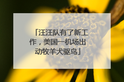 汪汪队有了新工作，美国一机场出动牧羊犬驱鸟