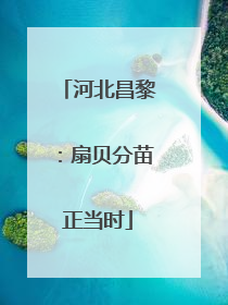 河北昌黎：扇贝分苗正当时