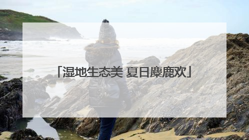 湿地生态美 夏日麋鹿欢