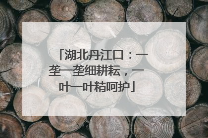 湖北丹江口：一垄一垄细耕耘，一叶一叶精呵护