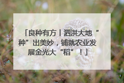 良种有方丨泗洪大地“种”出美妙，铺就农业发展金光大“稻”！