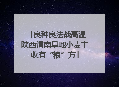 良种良法战高温 陕西渭南旱地小麦丰收有“粮”方