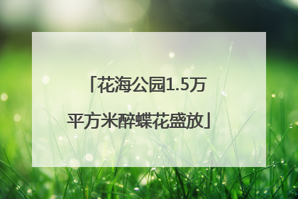 花海公园1.5万平方米醉蝶花盛放