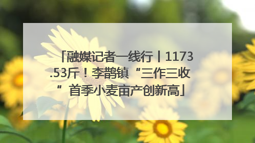 融媒记者一线行丨1173.53斤！李鹊镇“三作三收”首季小麦亩产创新高