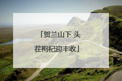 贺兰山下 头茬枸杞迎丰收