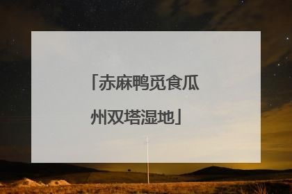 赤麻鸭觅食瓜州双塔湿地