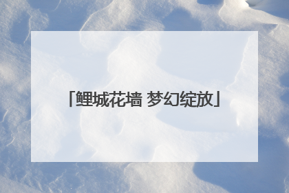 鲤城花墙 梦幻绽放