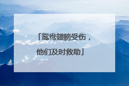鸳鸯翅膀受伤，他们及时救助