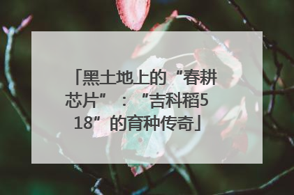 黑土地上的“春耕芯片”：“吉科稻518”的育种传奇